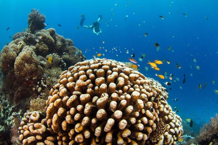 SNORKELLING & DIVING