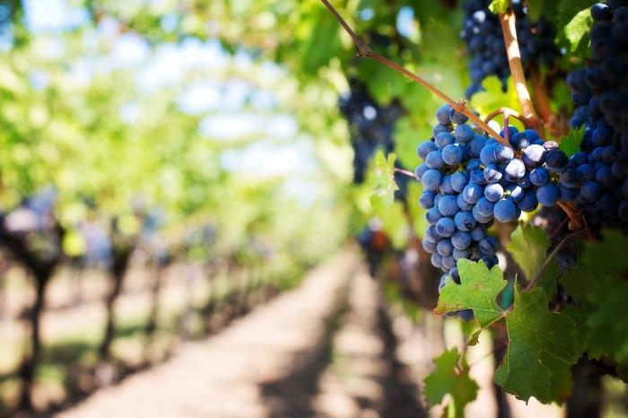 VINYARDS